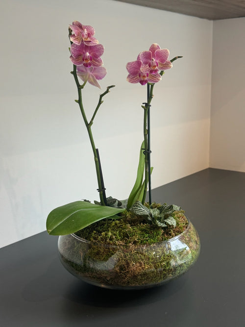 Astrid Orchid Arrangement
